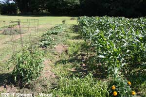 Weeds mowed