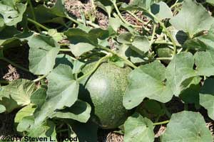 Honeydew melons
