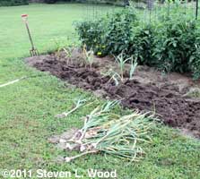 Digging garlic