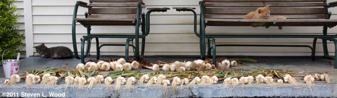 Drying garlic