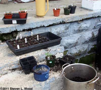 Transplanting outdoors