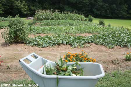 Sweet corn and melons