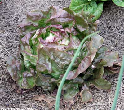 Skyphos Lettuce