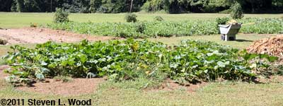 Butternut Squash Vines
