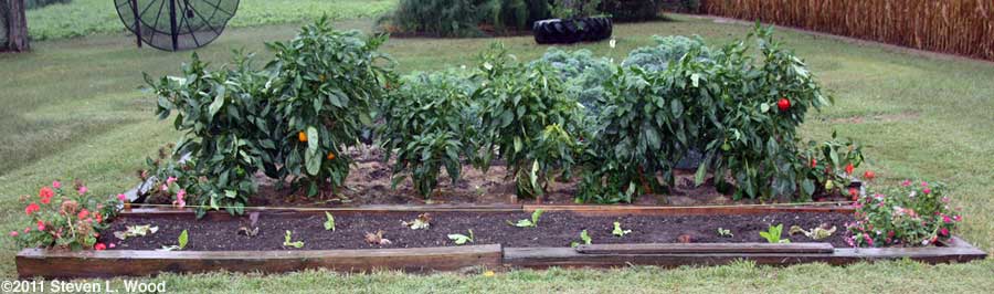 Lettuce in raised bed