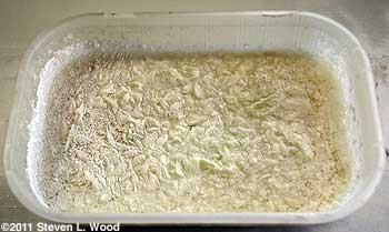 Fermenting cucumber seed 