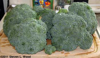 Broccoli ready for freezing