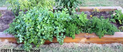 Parsley