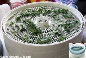 Oregano in dehydrator