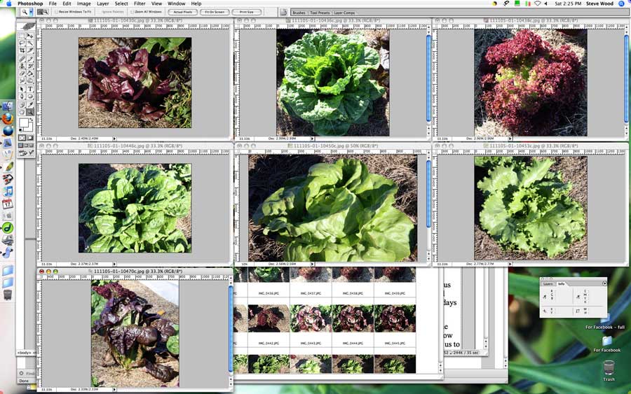 Lettuce in Photoshop
