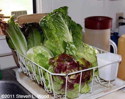 Lettuce drying