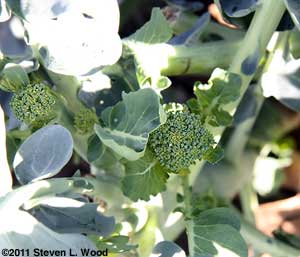 Broccoli sideshoots in December