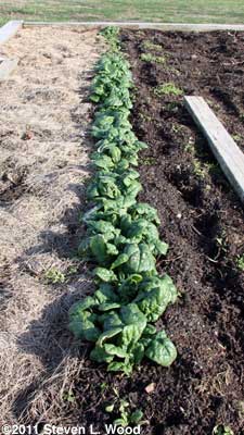 Spinach on Dec. 18, 2011