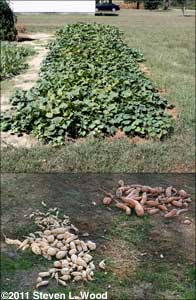 Sweet potatoes