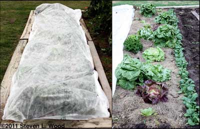 Lettuce covered and uncovered