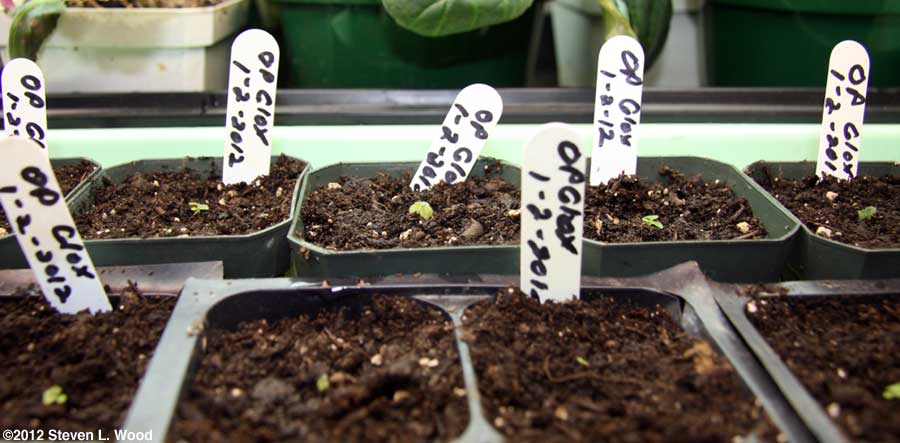 Baby gloxinias in pots and fourpacks