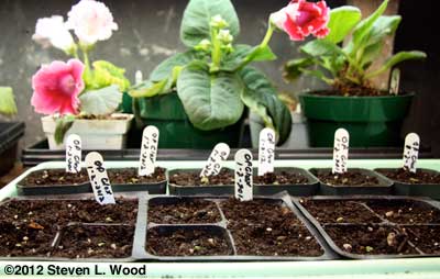 baby glox in 3" pots