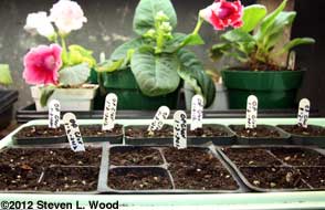 Baby gloxinias backed by mature gloxinias