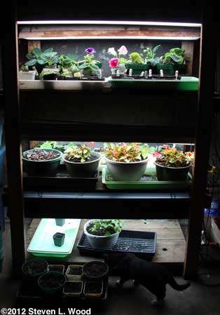 Plant rack