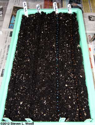 Tray seeded to onions