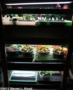 Onion tray on plantrack