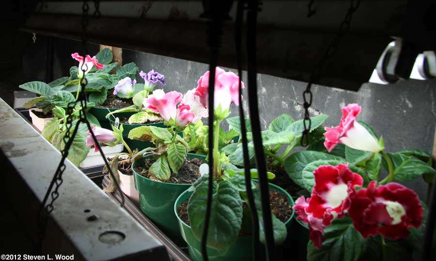 Gloxinias under lights