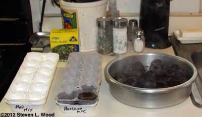 Egg cartons and peat pellets