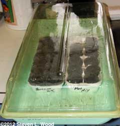 Egg cartons in tray