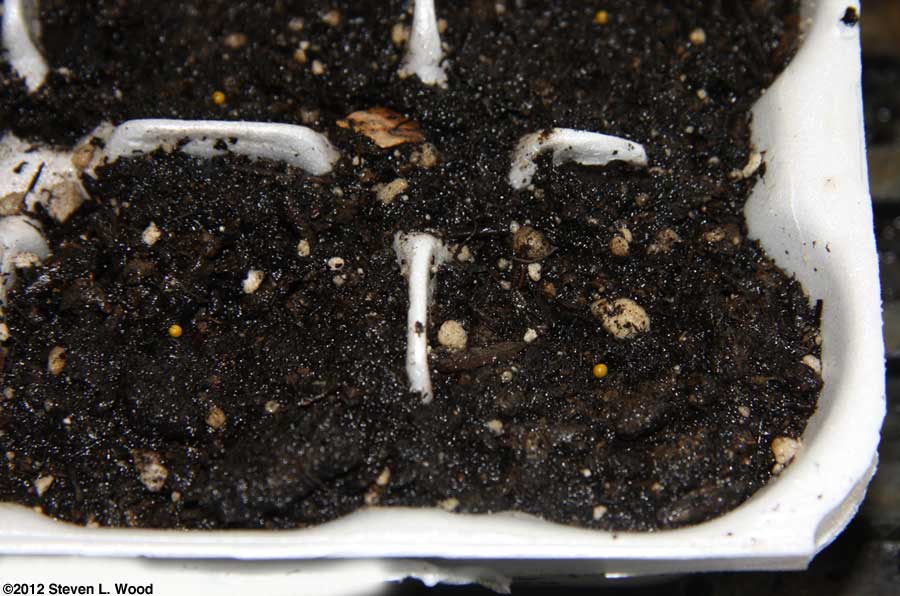 Pelleted petunia seed on soil