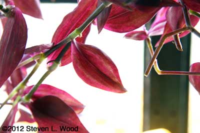 Backlit Wandering Jew Leaves