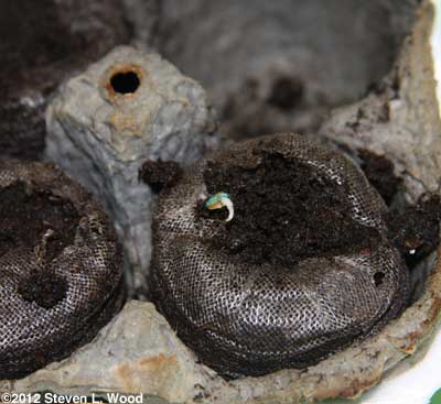 Geranium seed germinating