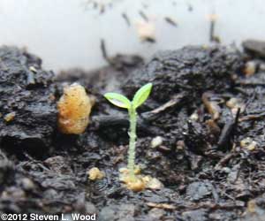 Petunia emerging from pelleted seed