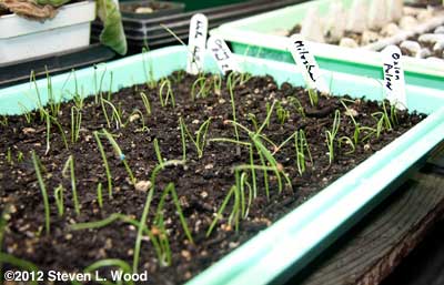 Onion seedlings