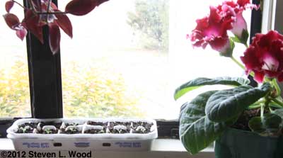 Egg carton on a windowsill