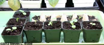 The Swallowtail Seven