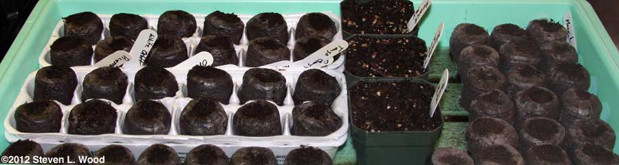 A lot of geraniums seeded