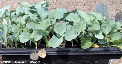 Healthy brassicas
