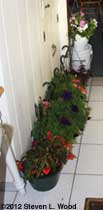 Petunias in