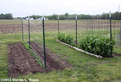 Pea rows