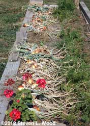Onions curing in garden