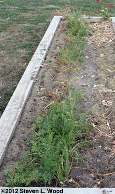 Carrots