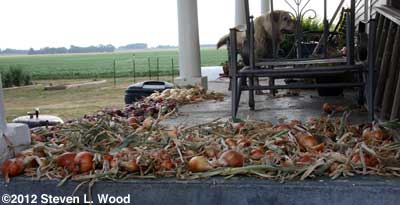 Onions curing