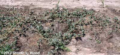 dead vines