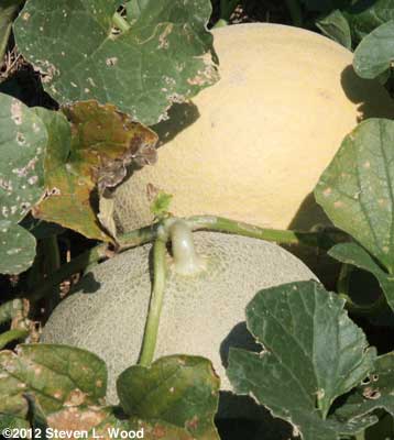 Cantaloupe