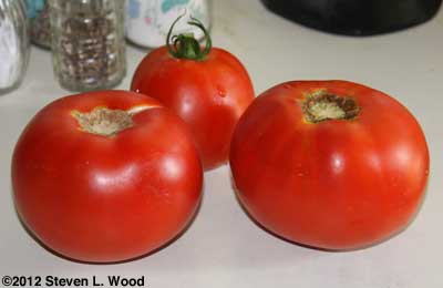 First tomatoes of season