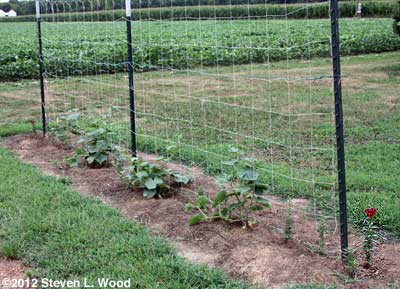 Cucumbers and snapdragons