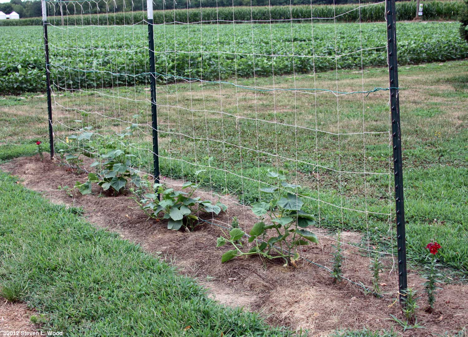 Cucumber Trellis Idea Vegetable Gardening Pinterest 400 x 300