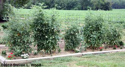 Caged tomatoes