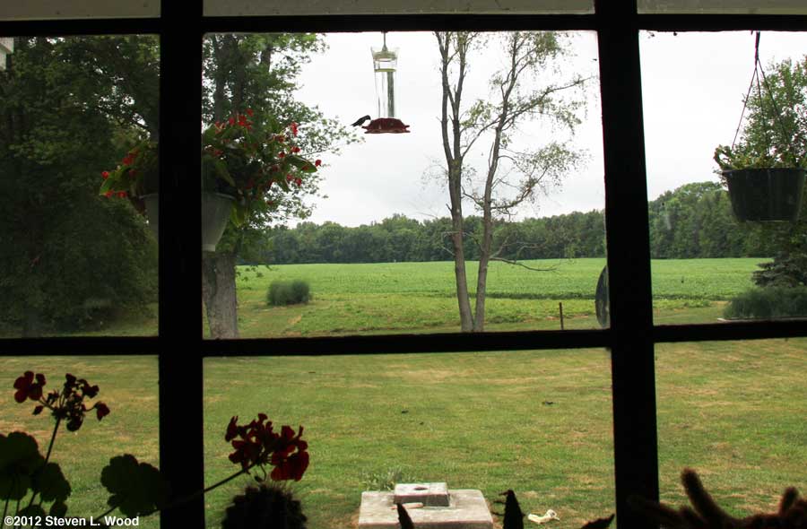 Hummingbird at feeder