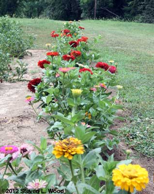 Zinnias